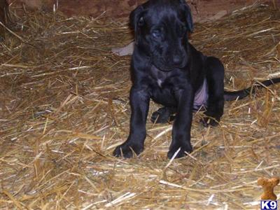 Puppies in WA